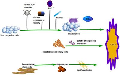 Cancer Stem Cells: A Potential Breakthrough in HCC-Targeted Therapy